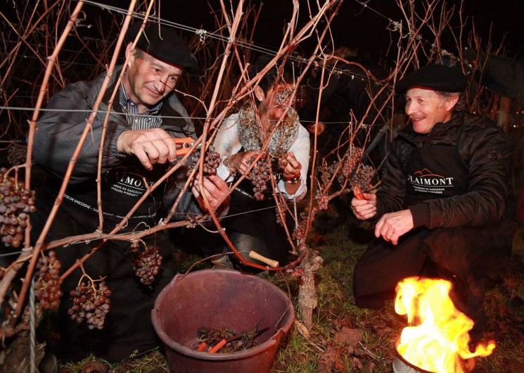 Vendanges Et R Veillon Du Pacherenc De La St Sylvestre