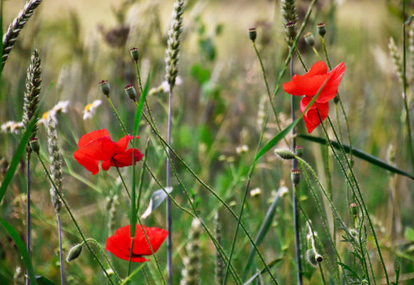 2020-coquelicots-herbes-folles-circuit-rando-vallee-erdre-riaille-OTPA-sacha