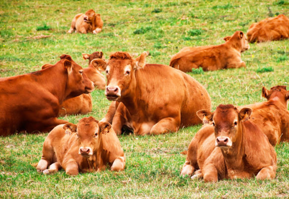 2020-vaches-circuit-rando-vallee-erdre-riaille-OTPA-sacha