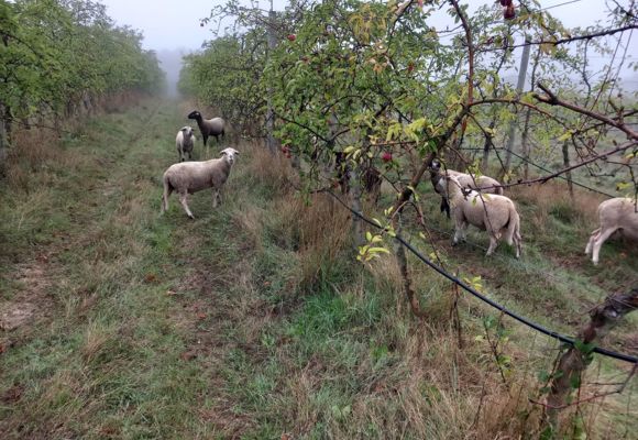 Brebis dans les vergers