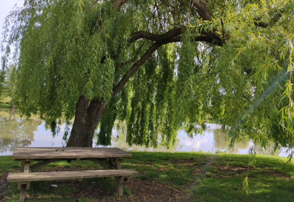 Etang des troches