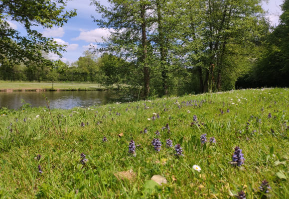 Plan d'eau de la Fontaine aux Merles