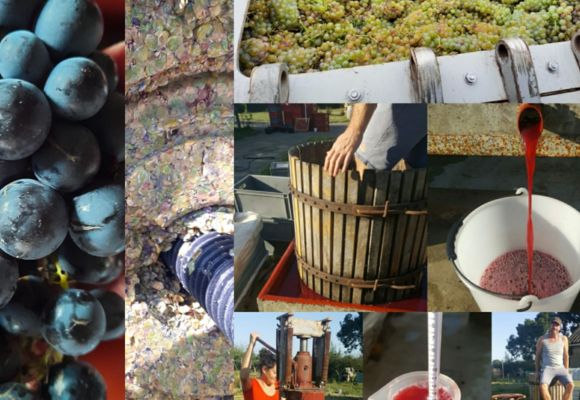 Vendanges manuelles