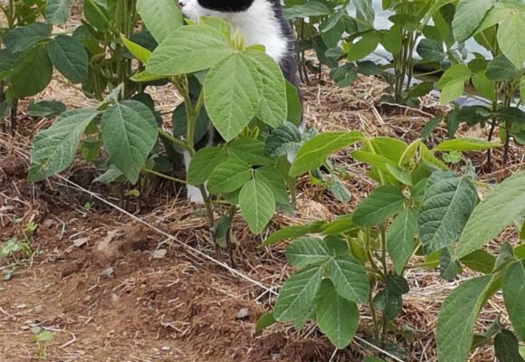 Le Potager Ludique