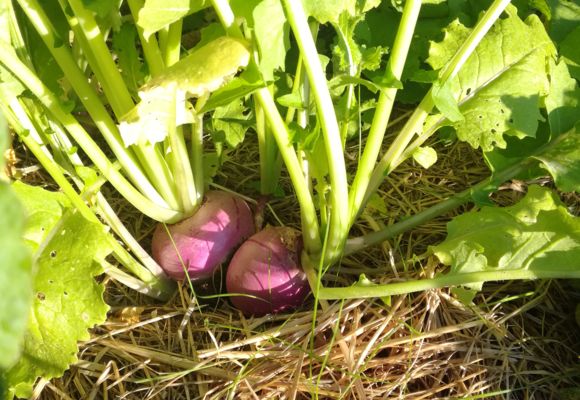 Le Potager Ludique