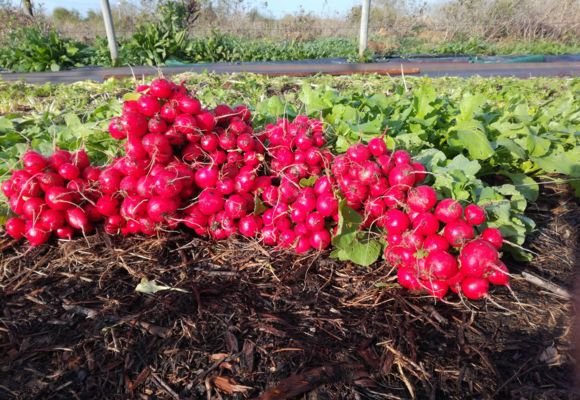 Le Potager Ludique