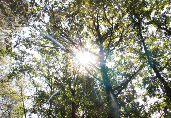 L'Orée des bois