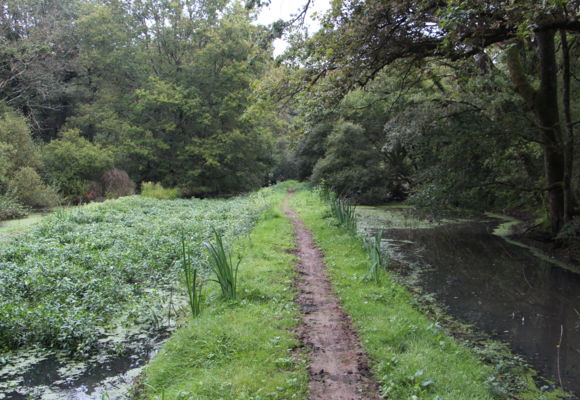 La Forêt de Vioreau