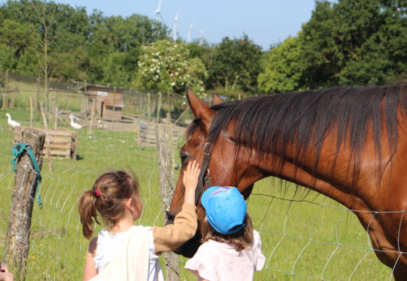 Chevaux_Ferme_des_Galli