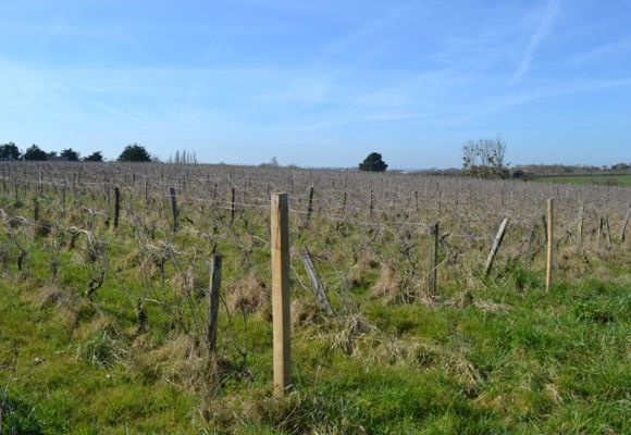 Domaine Rémi Sédès