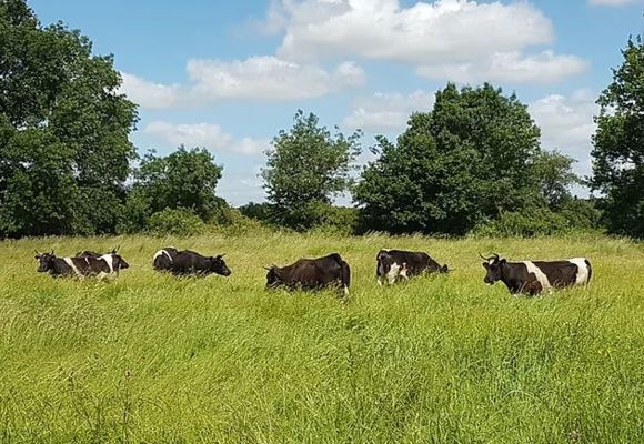 Troupeau de vaches