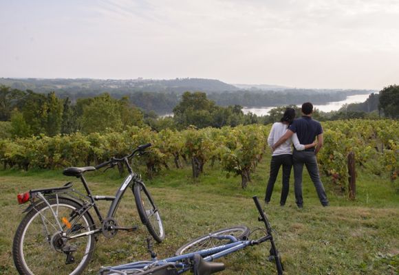 Vélo dans les vignes