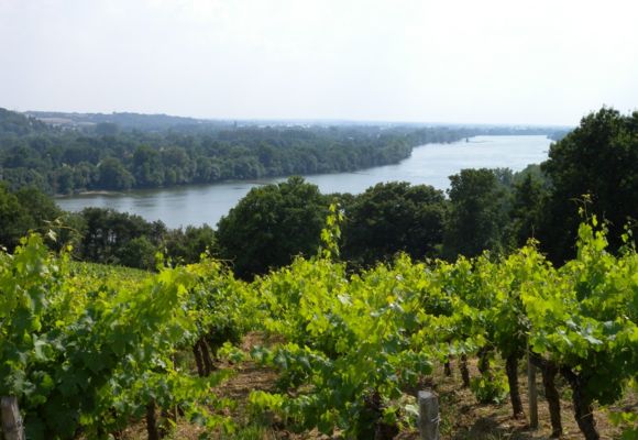 Vignes Domaine des Génaudières