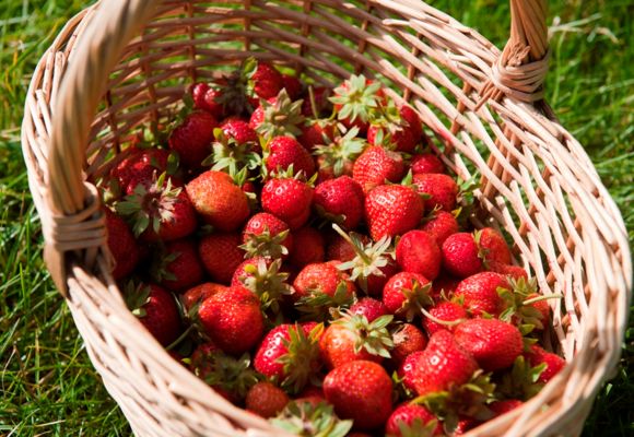 Fraises Verger du Bois Macé