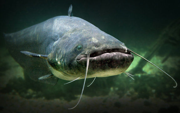 Sortie nature - Poissons de bords de Loire