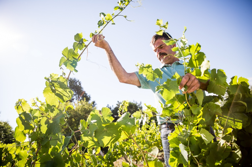 Domaine Landron Chartier - De la vigne au verre