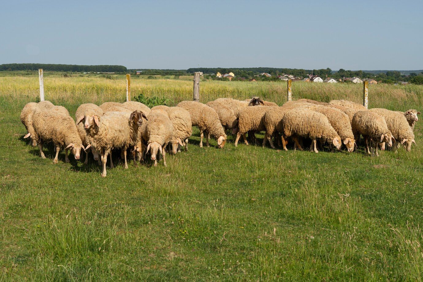 Ferme de la Mariolle