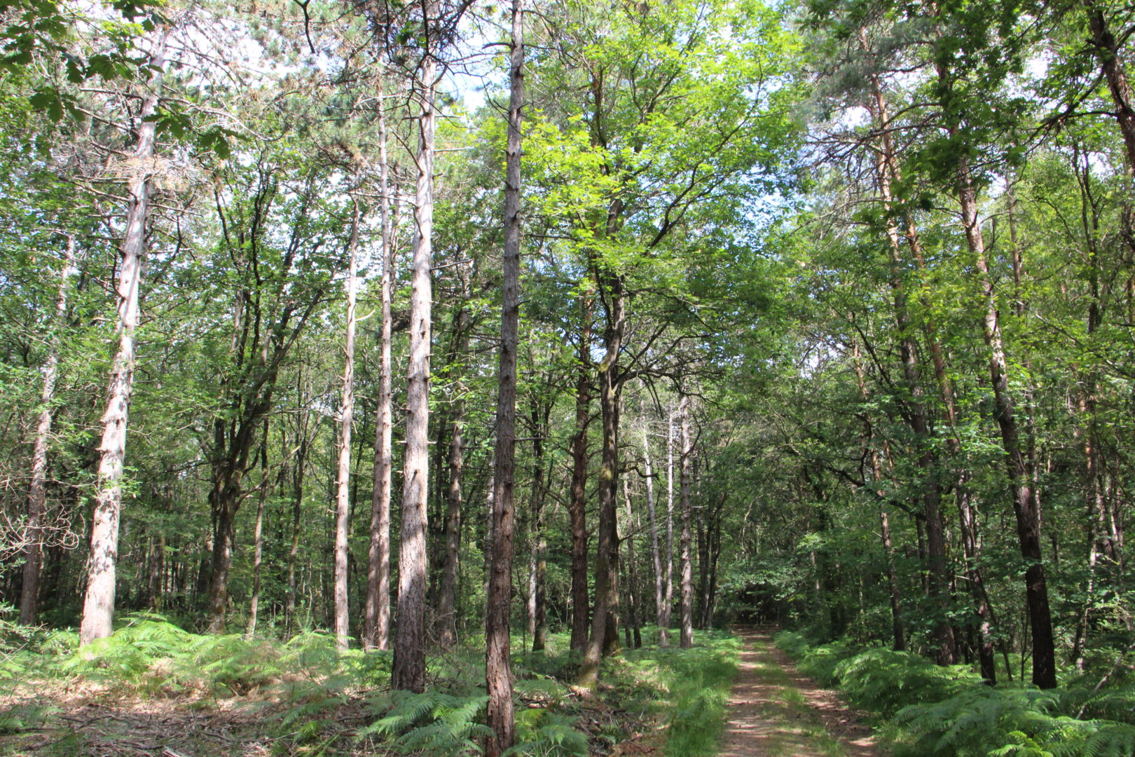 Circuit de l'Orée des bois - Riaillé