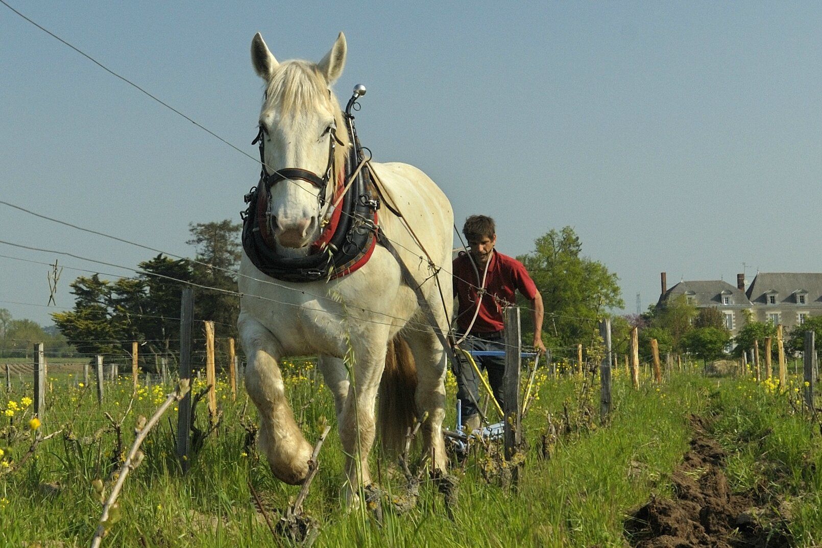 Domaine Rémi Sédès