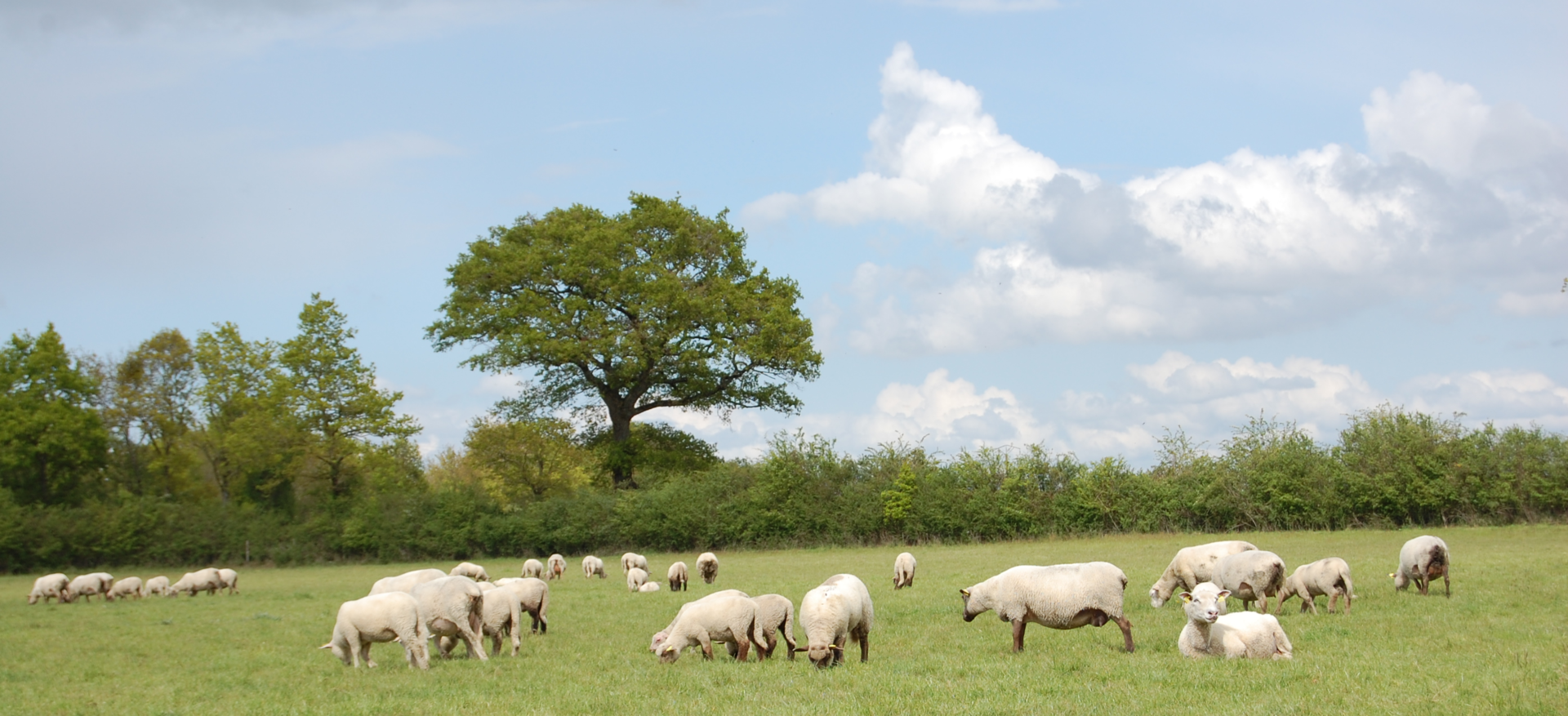 Ferme TY MAD BIO