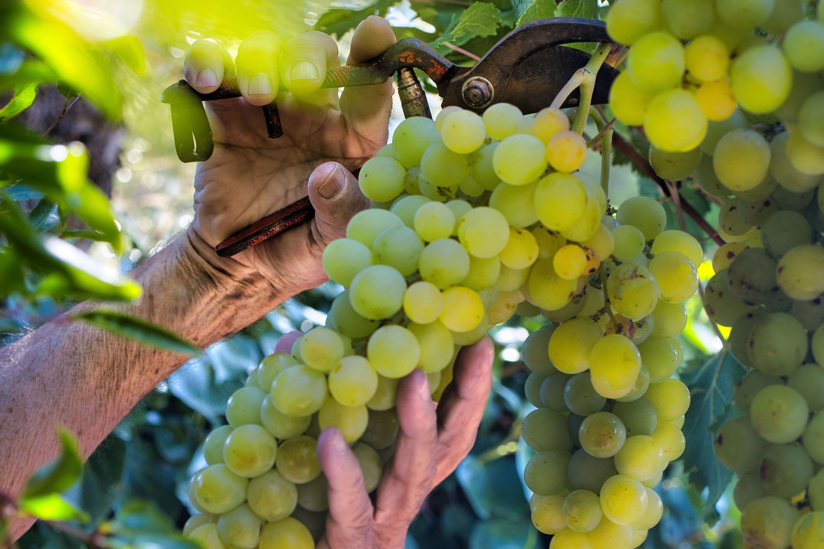 Journée Vendanges - Domaine Landron Chartier