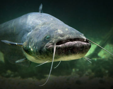 Sortie nature - Poissons de bords de Loire