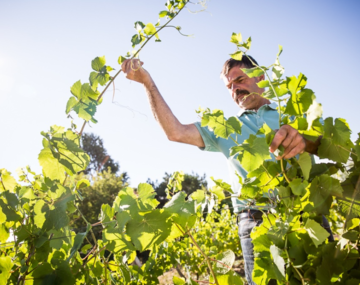 Domaine Landron Chartier - De la vigne au verre