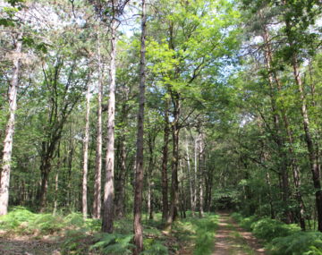 Circuit de l'Orée des bois - Riaillé