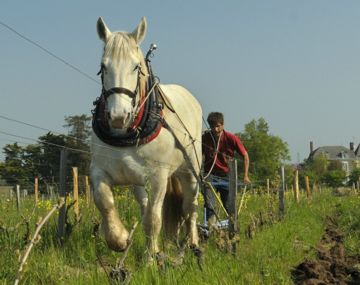 Domaine Rémi Sédès