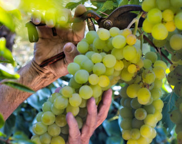 Journée Vendanges - Domaine Landron Chartier