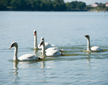 Observatoire ornithologique du lac de Vioreau