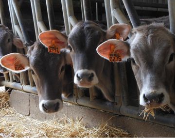 Un brun de lait - dégustation et vente à la ferme de produits laitiers