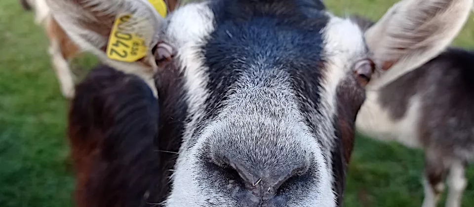 Les chèvres du Massif-Central, toujours gourmandes ! - © Il était une ferme