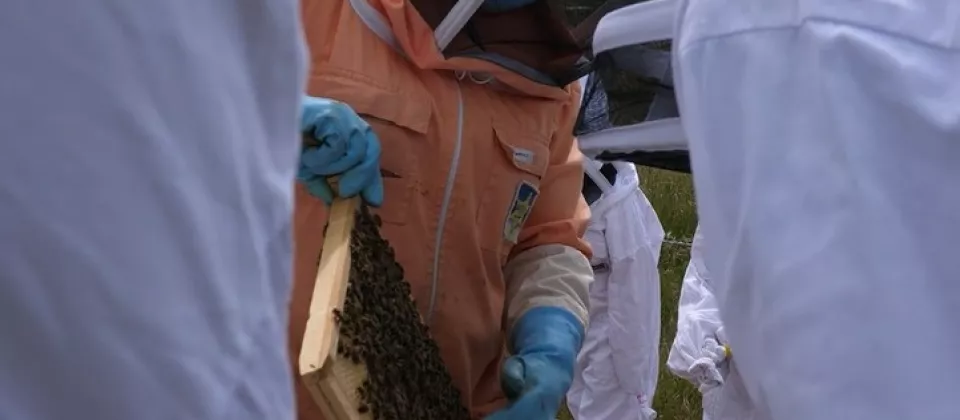Animation visite d'une ruche - ©Abeilles de Loire