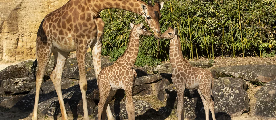 BIOPARC- Girafes - ©P.CHABOT