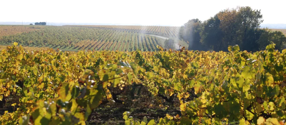 Crédit domaine petit métris vignoble vins de loire 49 vignes chaume - © Domaine du Petit Métris
