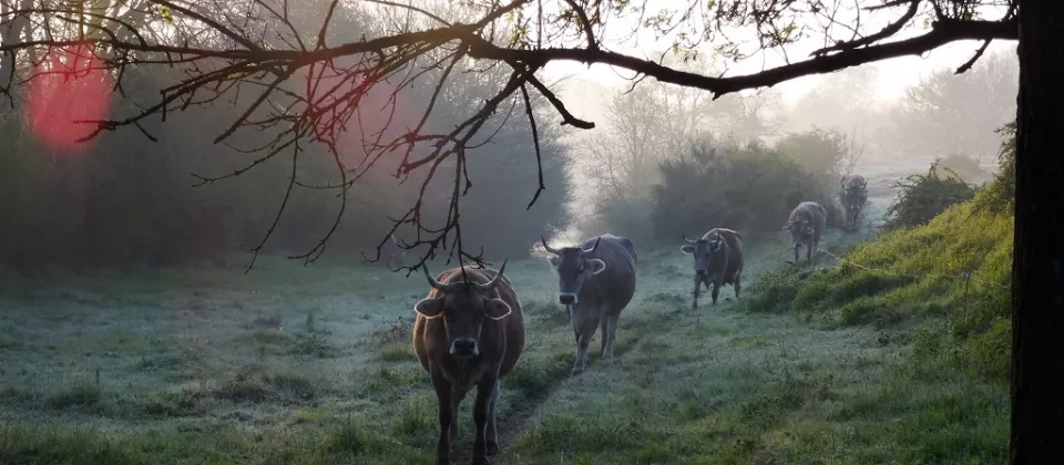 Vaches à l'aube - © GAEC Bellis Perennis