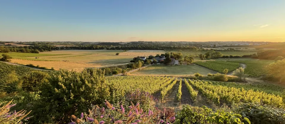 Domaine Coteaux Blancs Chalonnes Loire Vins 49 - © Domaine des Coteaux Blancs