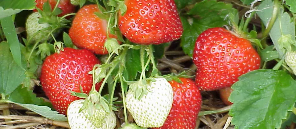 fraises - ©--