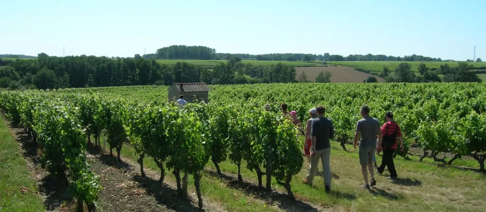 Paysage de vignes à la Fosse-de-Tigné_1 - ©Estelle DAUVERGNE