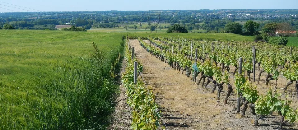 randonnee-vignes-moulins-mesnil-en-vallee (7) - ©Office de Tourisme Une autre Loire