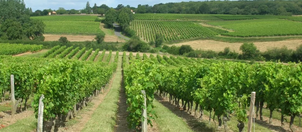 Paysage de vignes à Trémont_1 - ©Estelle DAUVERGNE