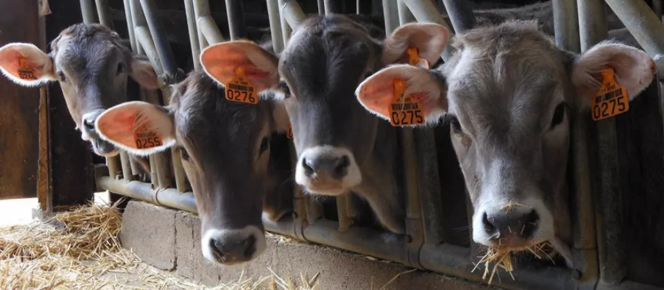 vaches-ferme-un-brun-de-lait-DEG-49 - ©Ferme Un Brun de lait - St Sigismond