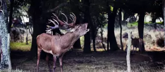 visite-brame-cerfs-fardelliere-valanjou-chemille