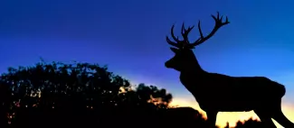 ©Les cerfs de la Fardelliere - cerf brame 3