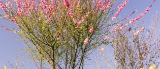 Rives-du-Loir-en-Anjou_1