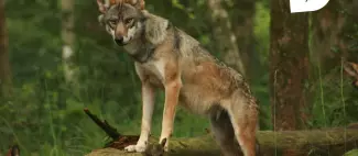 Conférence loup Angers-Saumur-Loire Odyssée_1