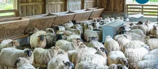 Visite bergerie entre angers et saumur Loire Odyssée_1