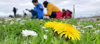 fabien_fougeroux_plantes_et_insectes.jpeg_1