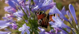 papillon_1